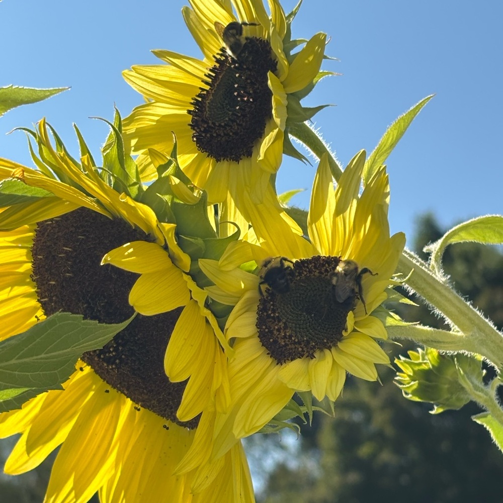 Meet your Posher, Suzanne